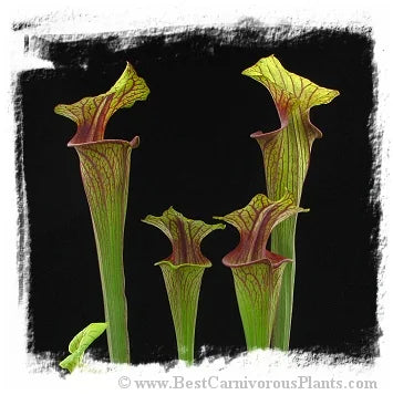 Sarracenia flava var. ornata {mix of different forms} [BCP ID# S289] (20粒の種子) 大森食虫植物農園