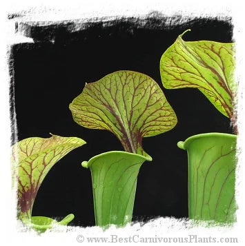 Sarracenia flava var. ornata {mix of different forms} [BCP ID# S289] (20粒の種子) 大森食虫植物農園