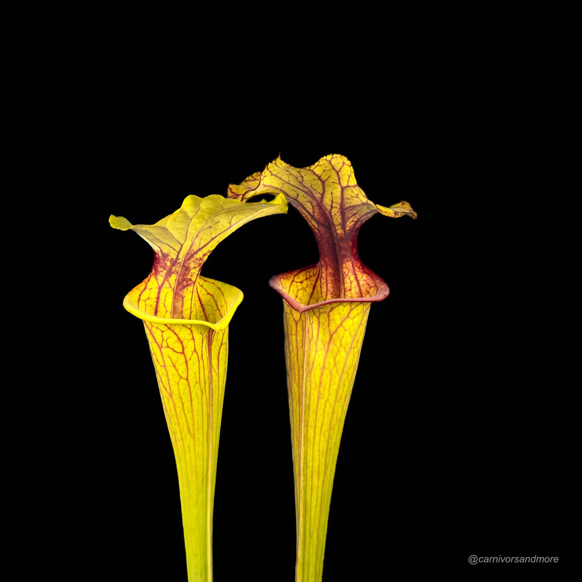 Sarracenia flava var. ornata, very dark, red mouth 大森食虫植物農園