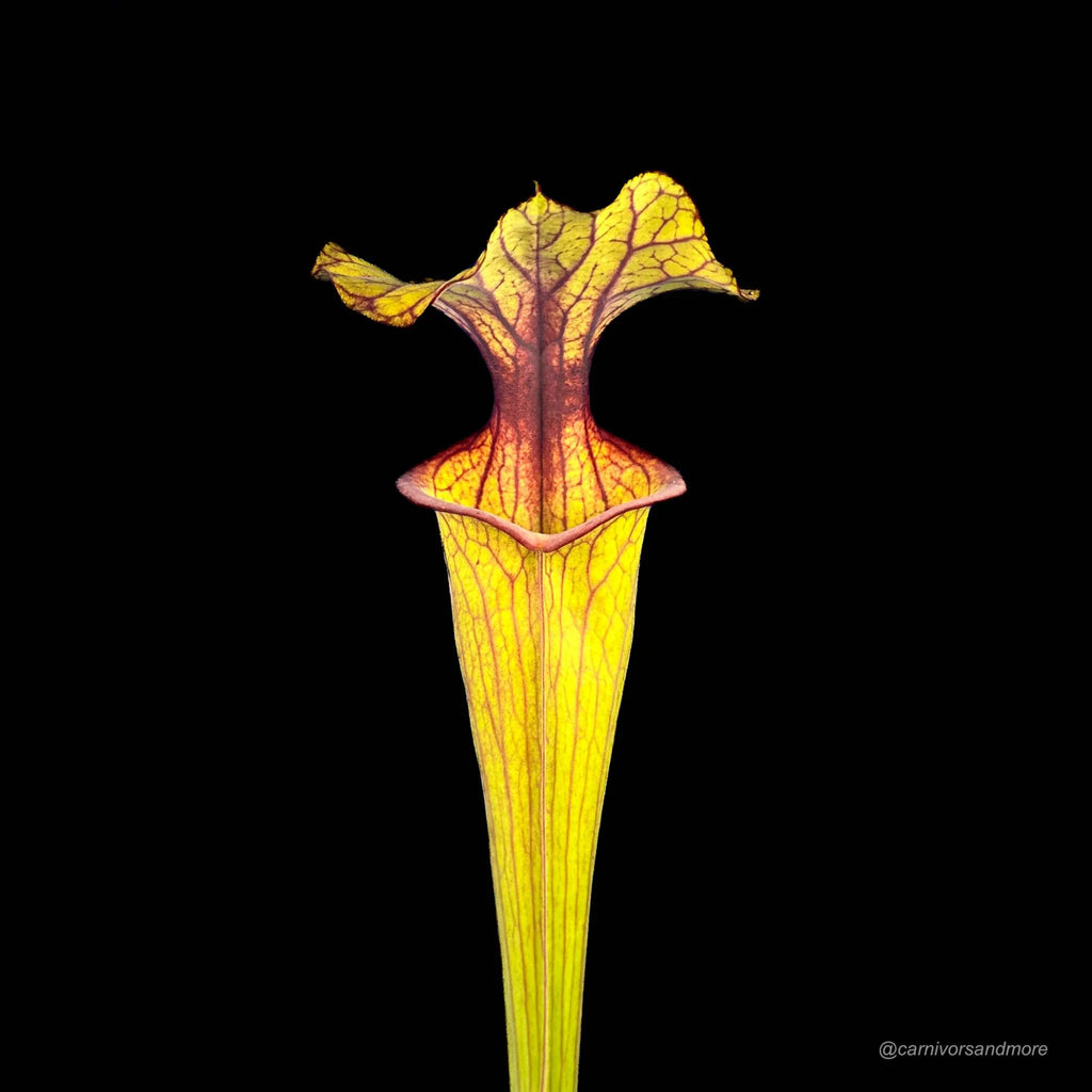 Sarracenia flava var. ornata, very dark, red mouth 大森食虫植物農園