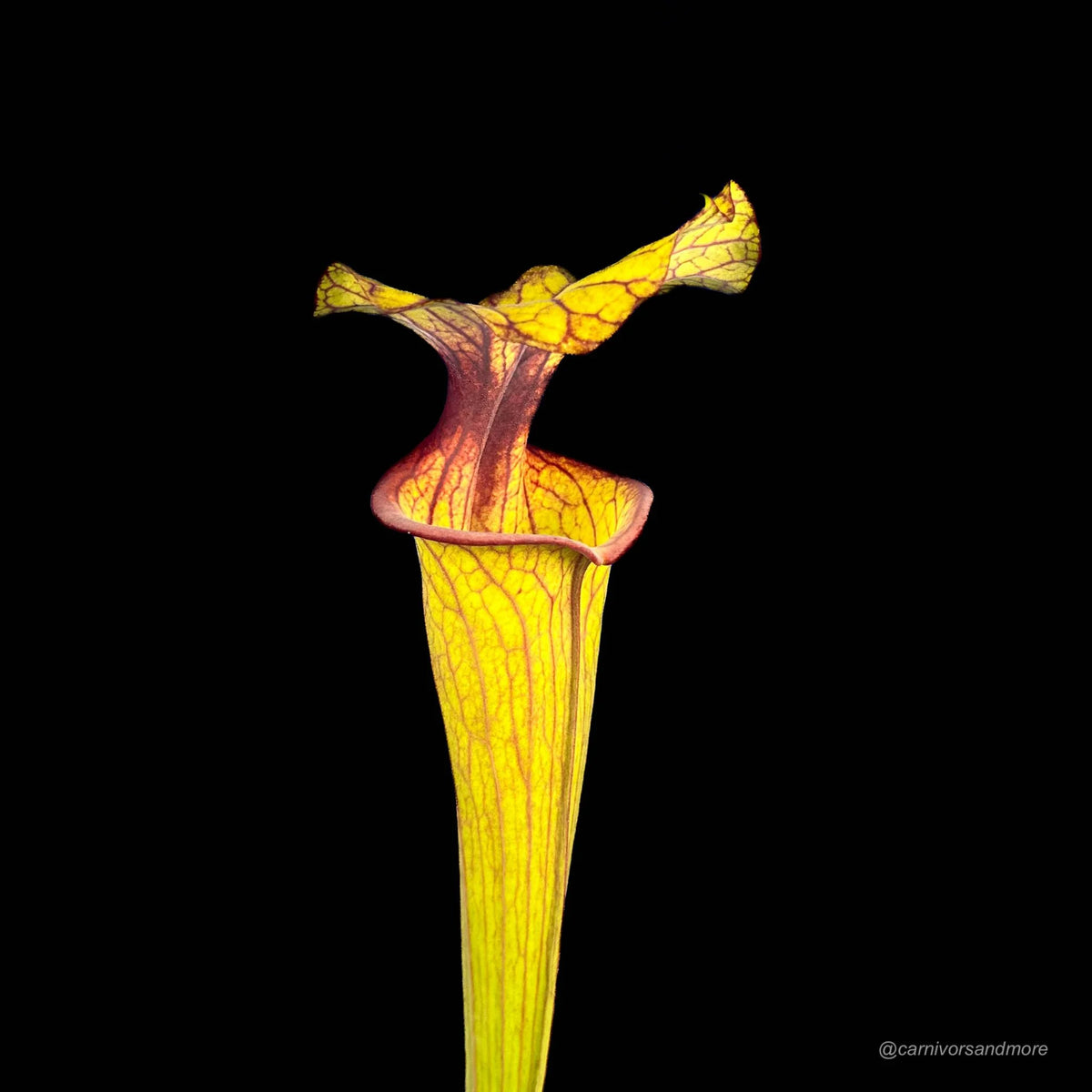 Sarracenia flava var. ornata, very dark, red mouth 大森食虫植物農園