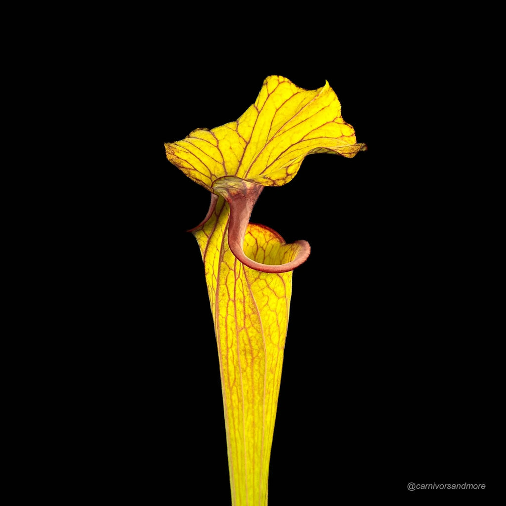 Sarracenia flava var. ornata, very dark, red mouth 大森食虫植物農園