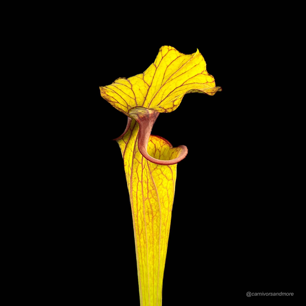Sarracenia flava var. ornata, very dark, red mouth 大森食虫植物農園