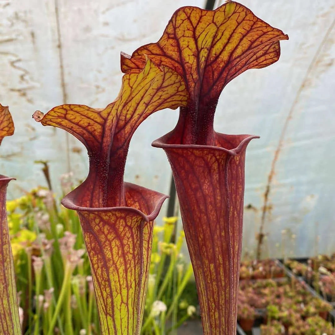 Sarracenia flava var. ornata, very dark, red mouth 大森食虫植物農園