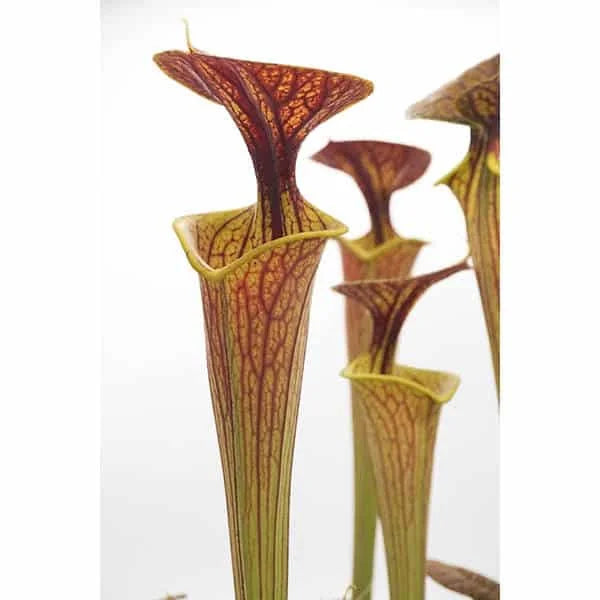 Sarracenia flava var. ornata (x cuprea) 大森食虫植物農園
