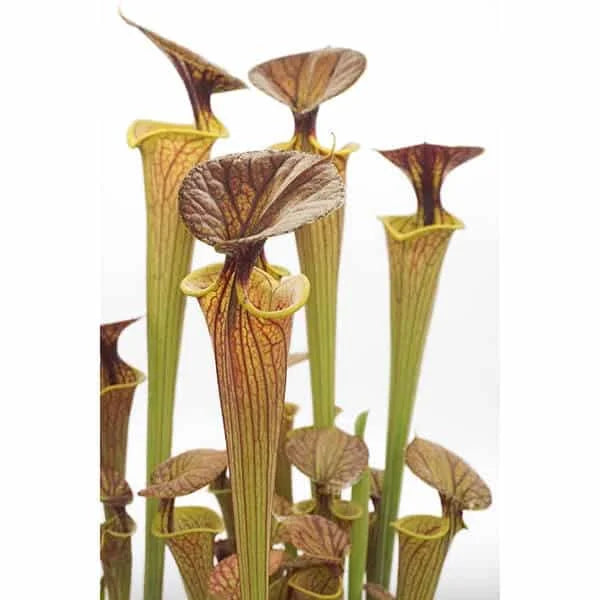 Sarracenia flava var. ornata (x cuprea) 大森食虫植物農園