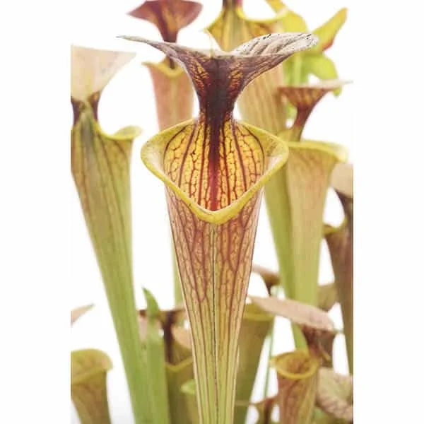 Sarracenia flava var. ornata (x cuprea) 大森食虫植物農園