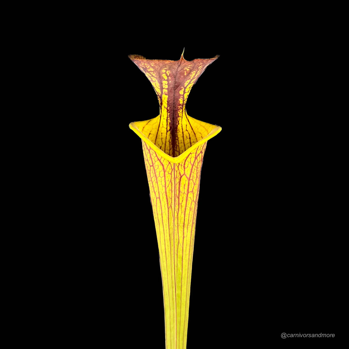 Sarracenia flava var. ornata x cuprea, Small Neck 大森食虫植物農園