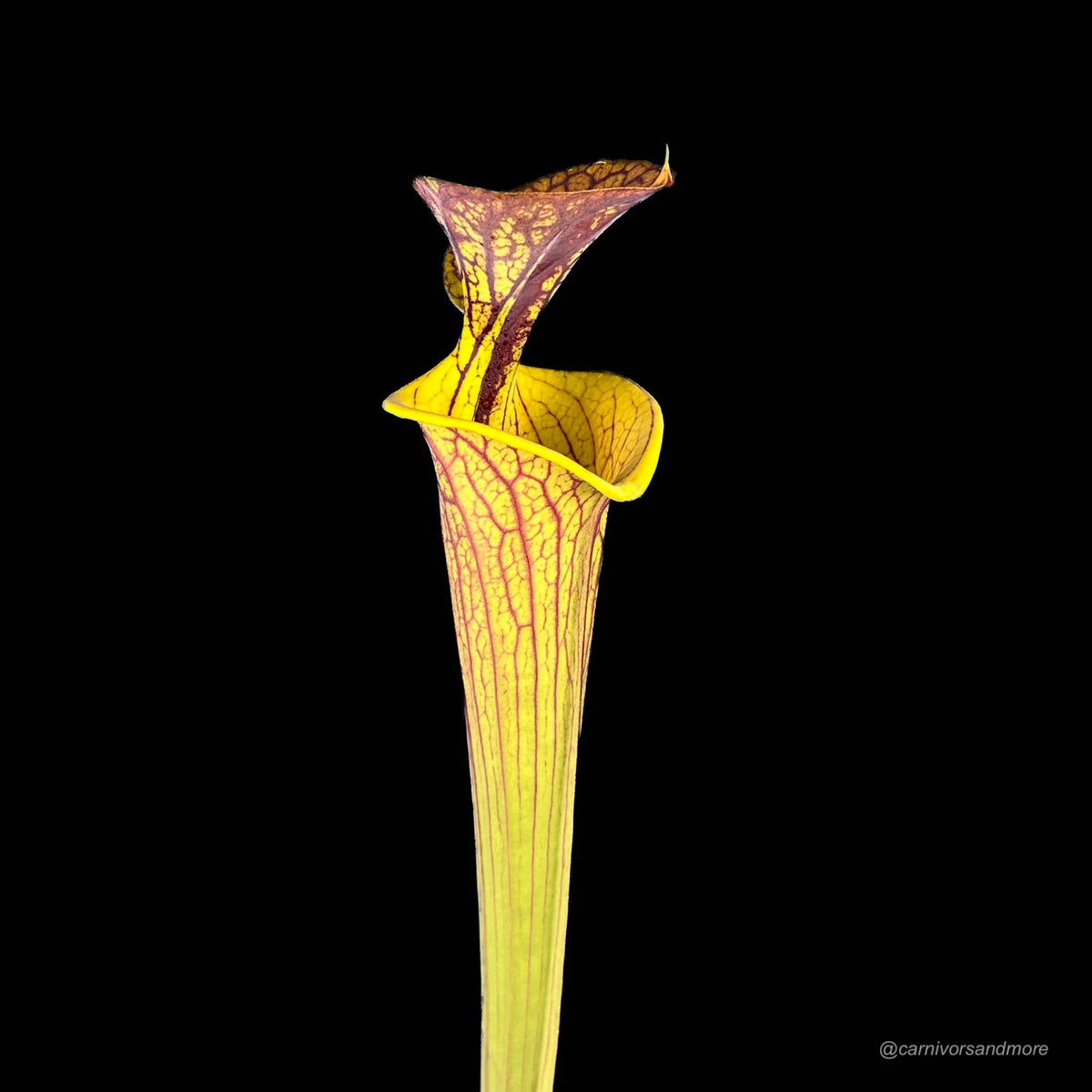 Sarracenia flava var. ornata x cuprea, Small Neck 大森食虫植物農園