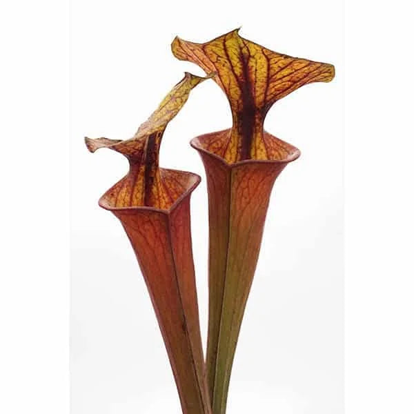 Sarracenia flava var. rubricorpora MK F 44, Purple Tube, Milton Fl 大森食虫植物農園
