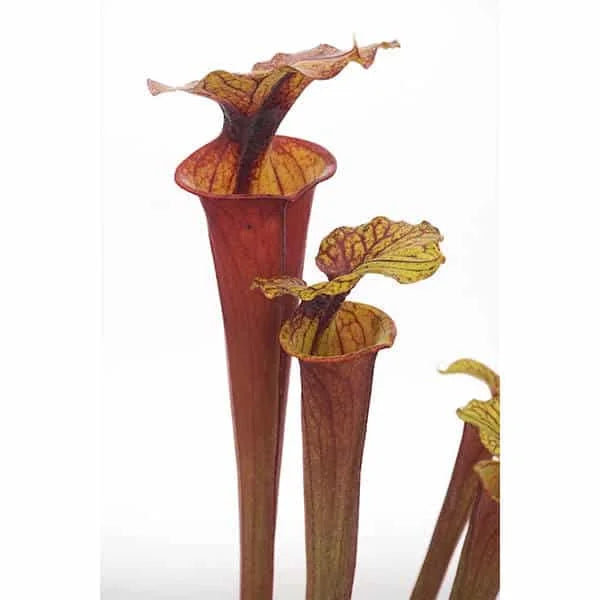 Sarracenia flava var. rubricorpora MK F 97, Wewahitchka, Florida 大森食虫植物農園