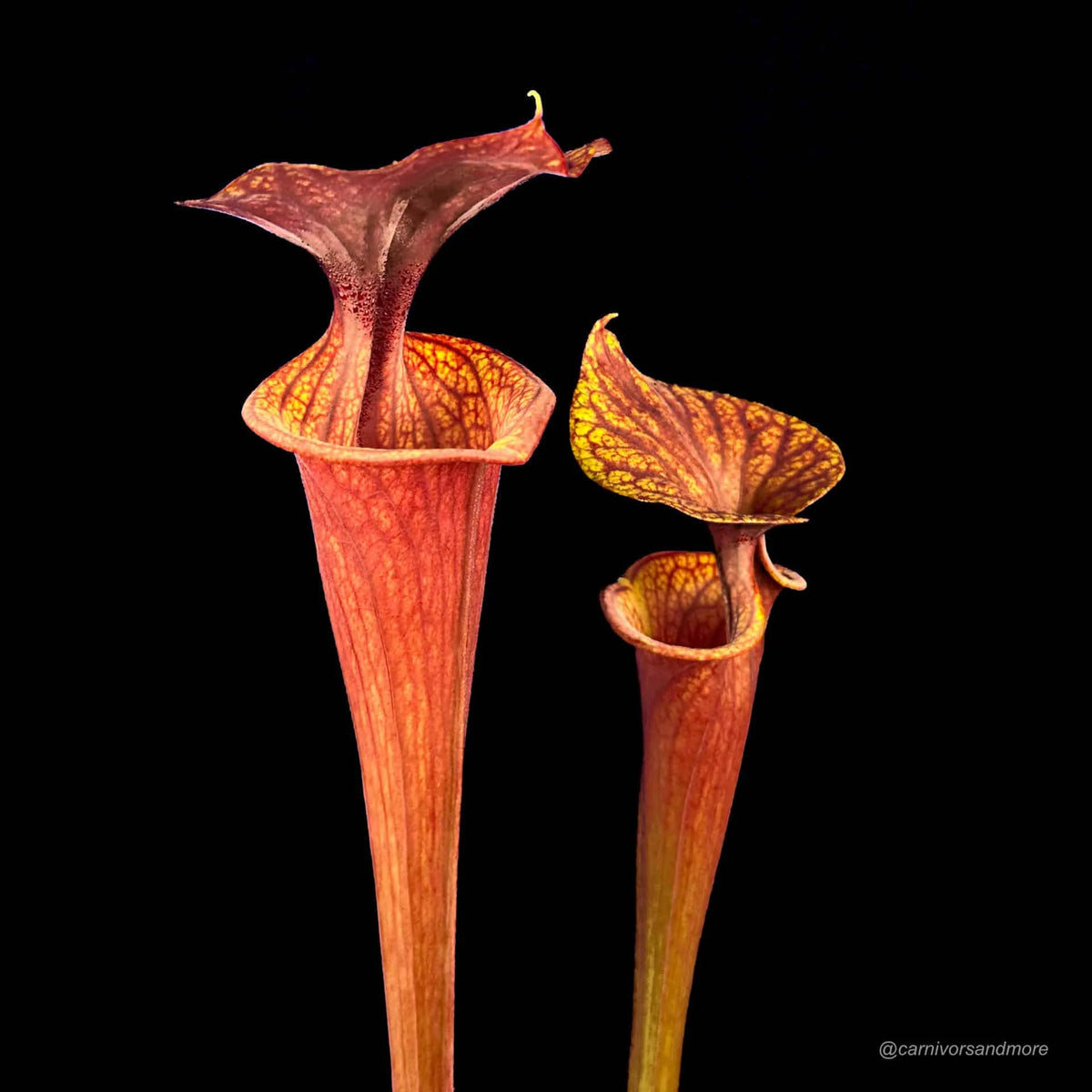 Sarracenia flava var. rubricorpora MK F 47 大森食虫植物農園