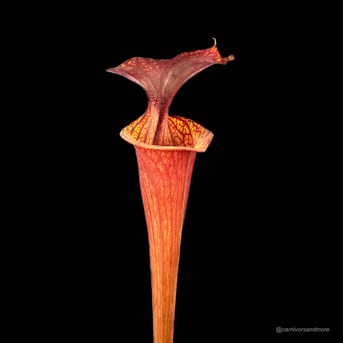 Sarracenia flava var. rubricorpora MK F 47 大森食虫植物農園