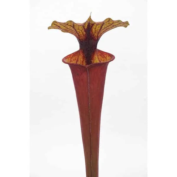 Sarracenia flava var. rubricorpora MK F 97, Wewahitchka, Florida 大森食虫植物農園