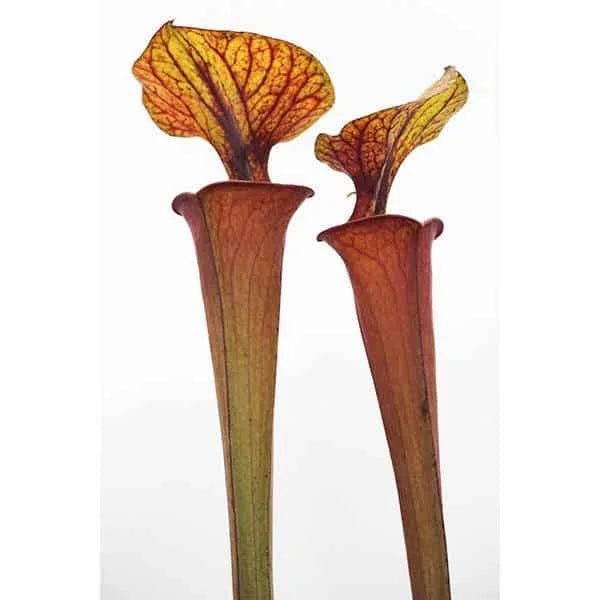Sarracenia flava var. rubricorpora MK F 44, Purple Tube, Milton Fl 大森食虫植物農園