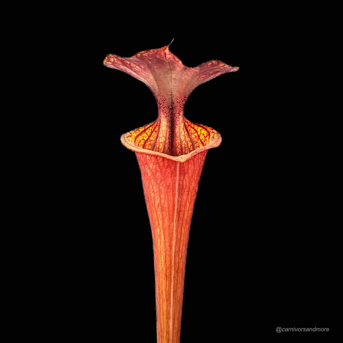Sarracenia flava var. rubricorpora MK F 47 大森食虫植物農園