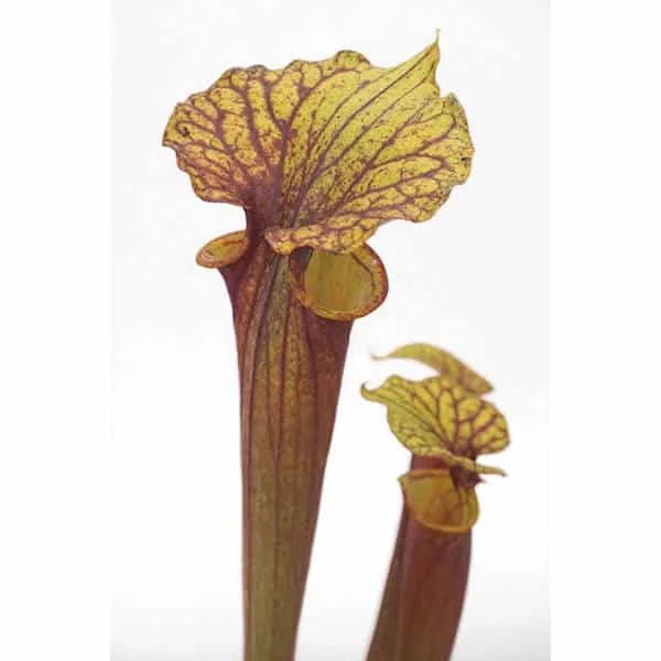 Sarracenia flava var. rubricorpora MK F 97, Wewahitchka, Florida 大森食虫植物農園