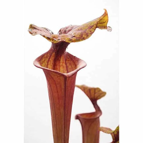 Sarracenia flava var. rubricorpora, Apalachicola, ex Alan Hindle, MK F 19 大森食虫植物農園