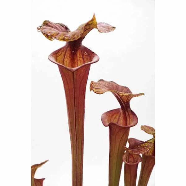 Sarracenia flava var. rubricorpora, Apalachicola, ex Alan Hindle, MK F 19 大森食虫植物農園