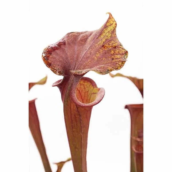 Sarracenia flava var. rubricorpora, Apalachicola, ex Alan Hindle, MK F 19 大森食虫植物農園
