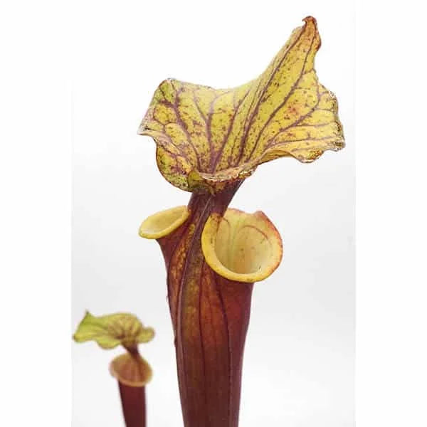 Sarracenia flava var. rubricorpora „Burgundy“, MK F 26 大森食虫植物農園