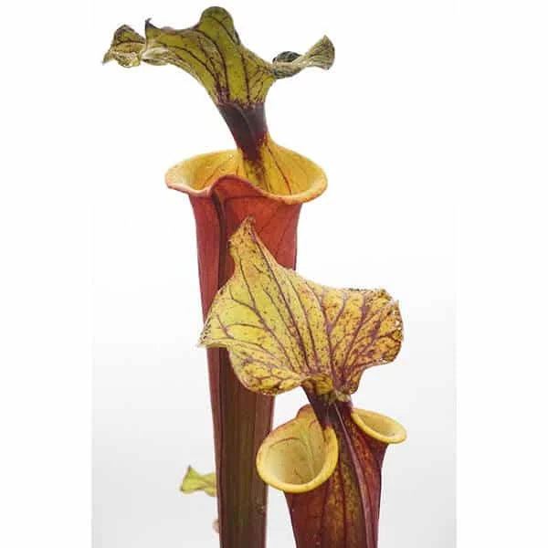 Sarracenia flava var. rubricorpora „Burgundy“, MK F 26 大森食虫植物農園