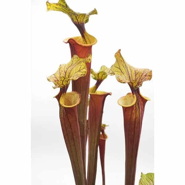 Sarracenia flava var. rubricorpora „Burgundy“, MK F 26 大森食虫植物農園