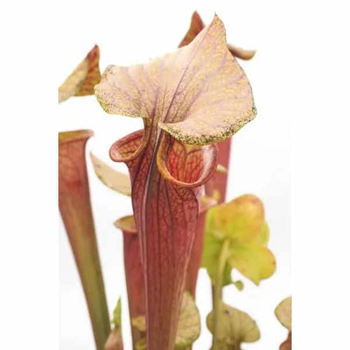 Sarracenia flava var. rubricorpora „Chris Heath Clone“ 大森食虫植物農園