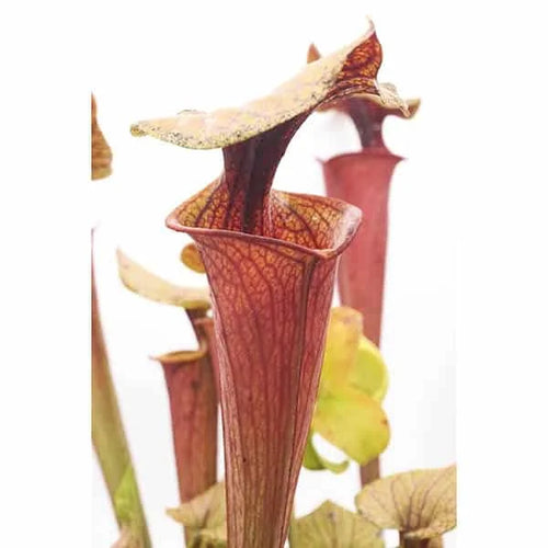 Sarracenia flava var. rubricorpora „Chris Heath Clone“ 大森食虫植物農園