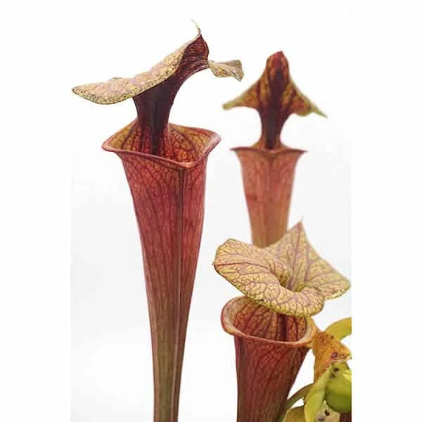 Sarracenia flava var. rubricorpora „Chris Heath Clone“ 大森食虫植物農園