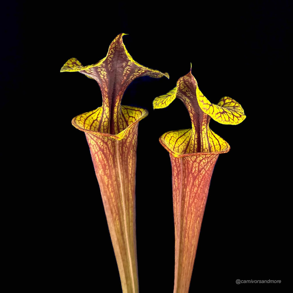 Sarracenia flava var. rubricorpora „Claret“ MK F 25c 大森食虫植物農園