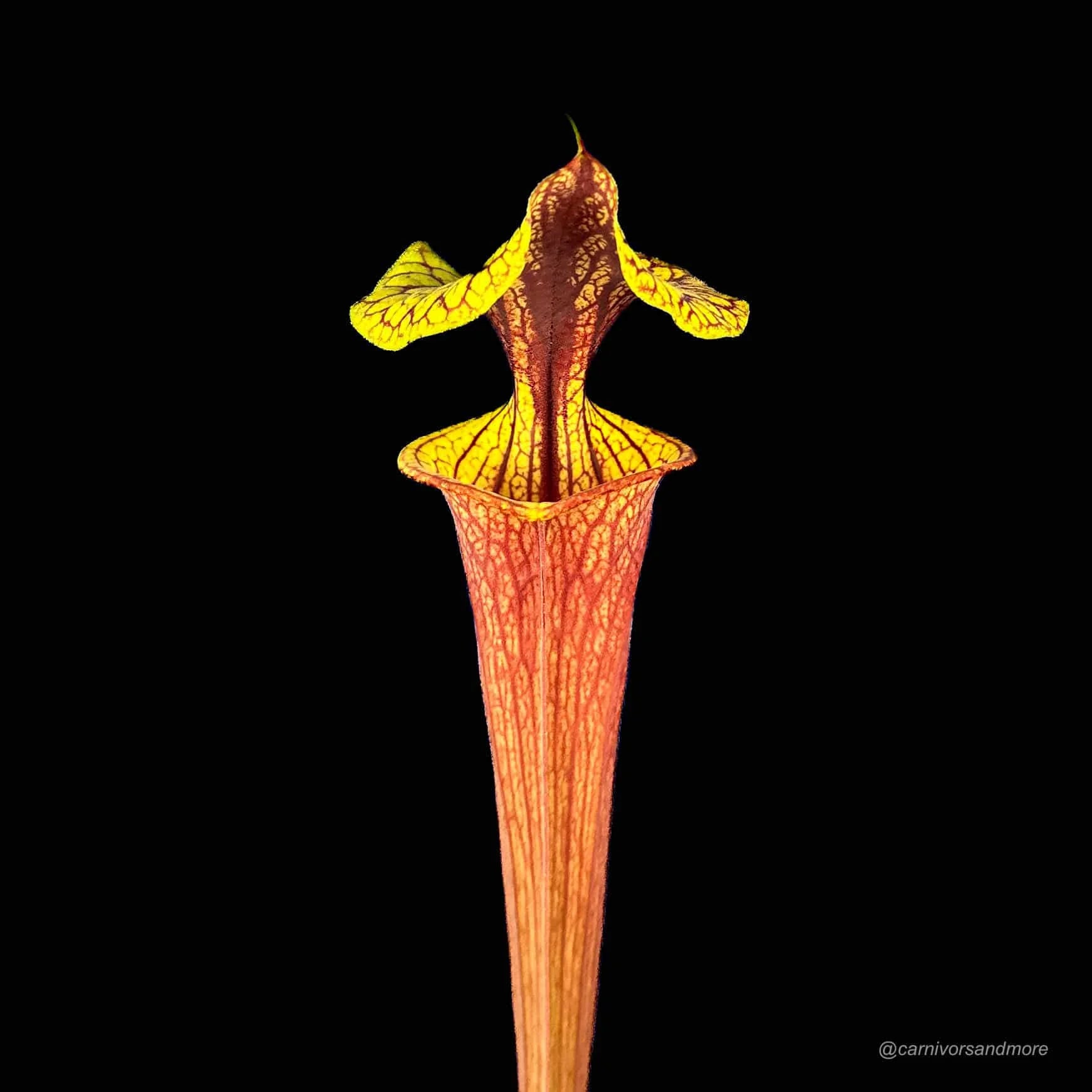 Sarracenia flava var. rubricorpora „Claret“ MK F 25c 大森食虫植物農園