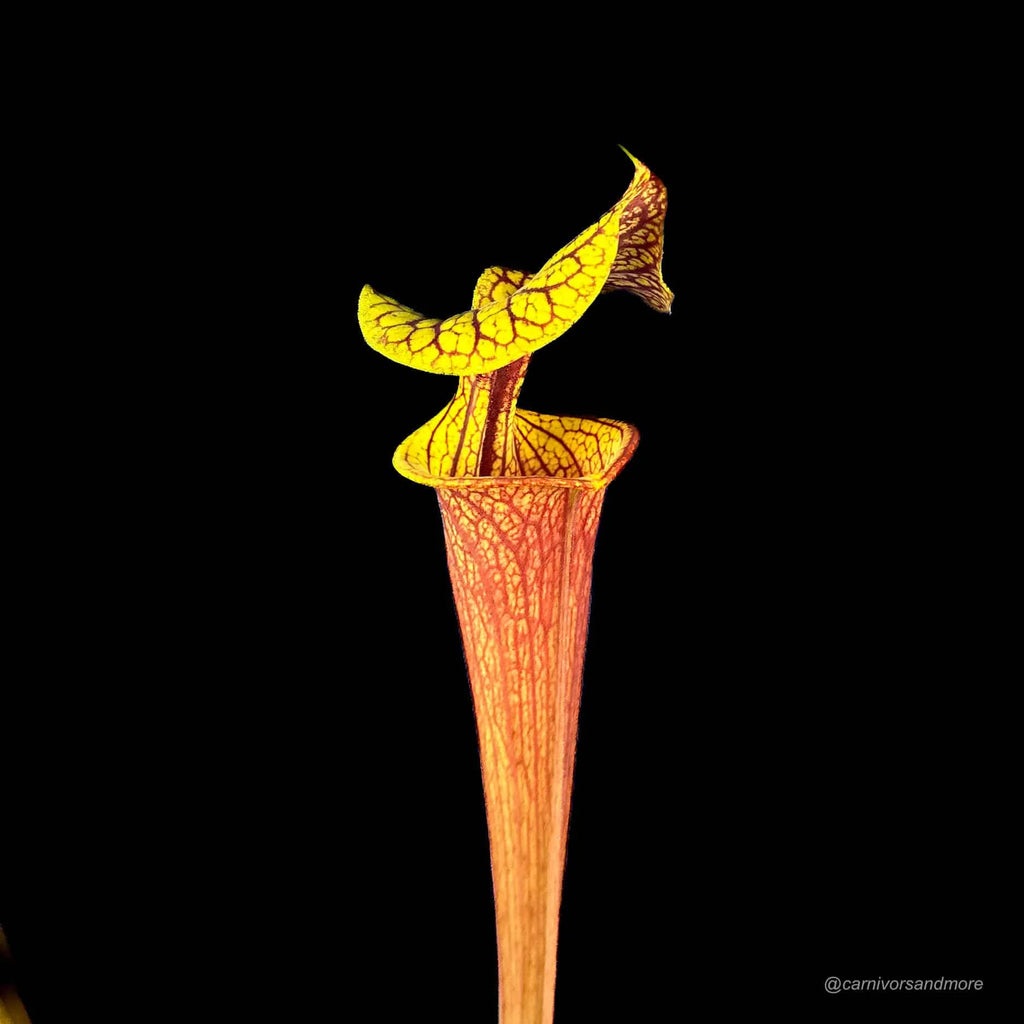 Sarracenia flava var. rubricorpora „Claret“ MK F 25c 大森食虫植物農園