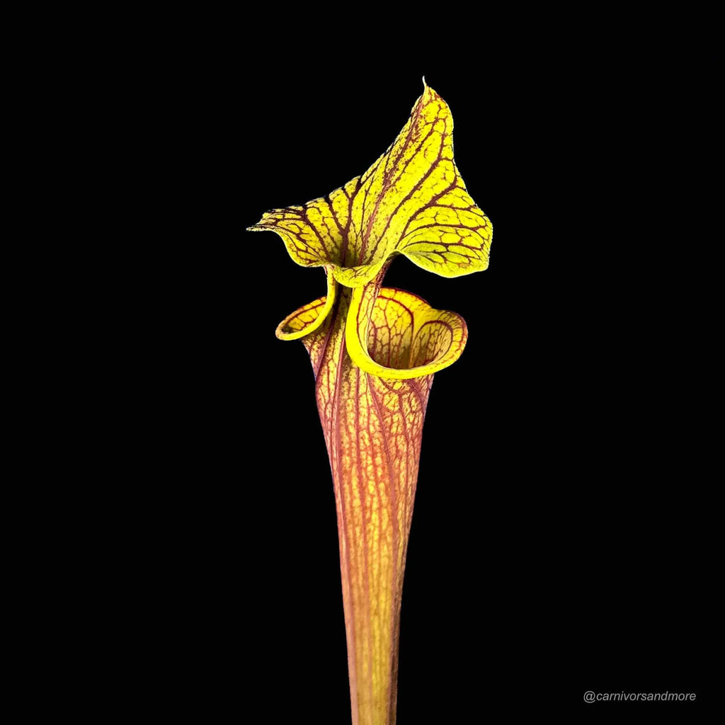 Sarracenia flava var. rubricorpora „Claret“ MK F 25c 大森食虫植物農園