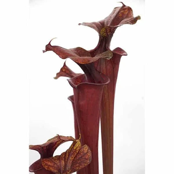 Sarracenia flava var. rubricorpora „Don Schnell’s Clone“, ex Potterton and Martin, MK F 124 大森食虫植物農園