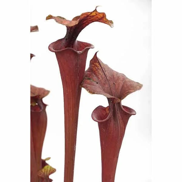 Sarracenia flava var. rubricorpora „Don Schnell’s Clone“, ex Potterton and Martin, MK F 124 大森食虫植物農園