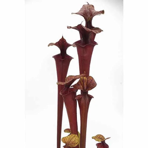 Sarracenia flava var. rubricorpora „Don Schnell’s Clone“, ex Potterton and Martin, MK F 124 大森食虫植物農園