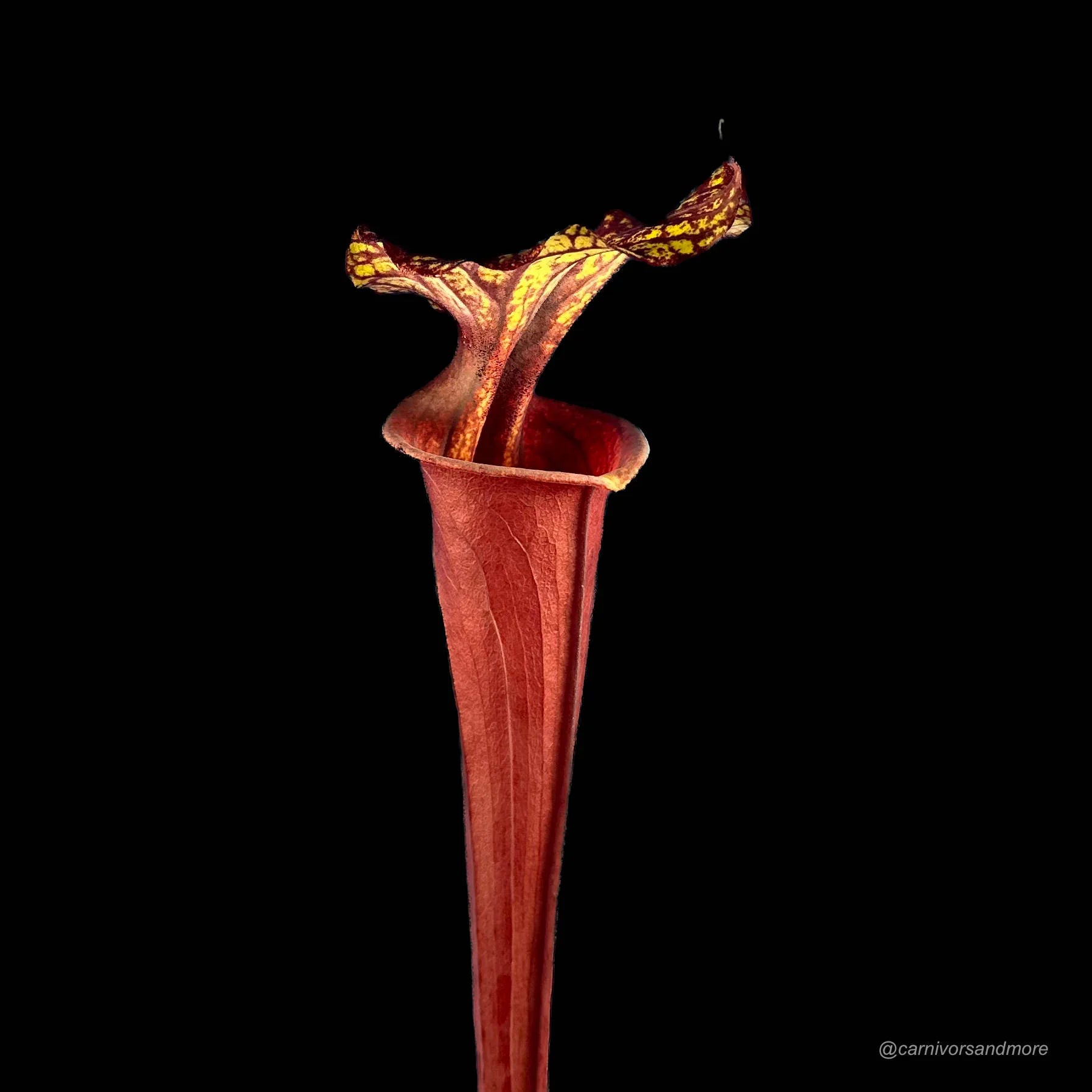 Sarracenia flava var. rubricorpora, F 50 SL, Liberty Co. 大森食虫植物農園