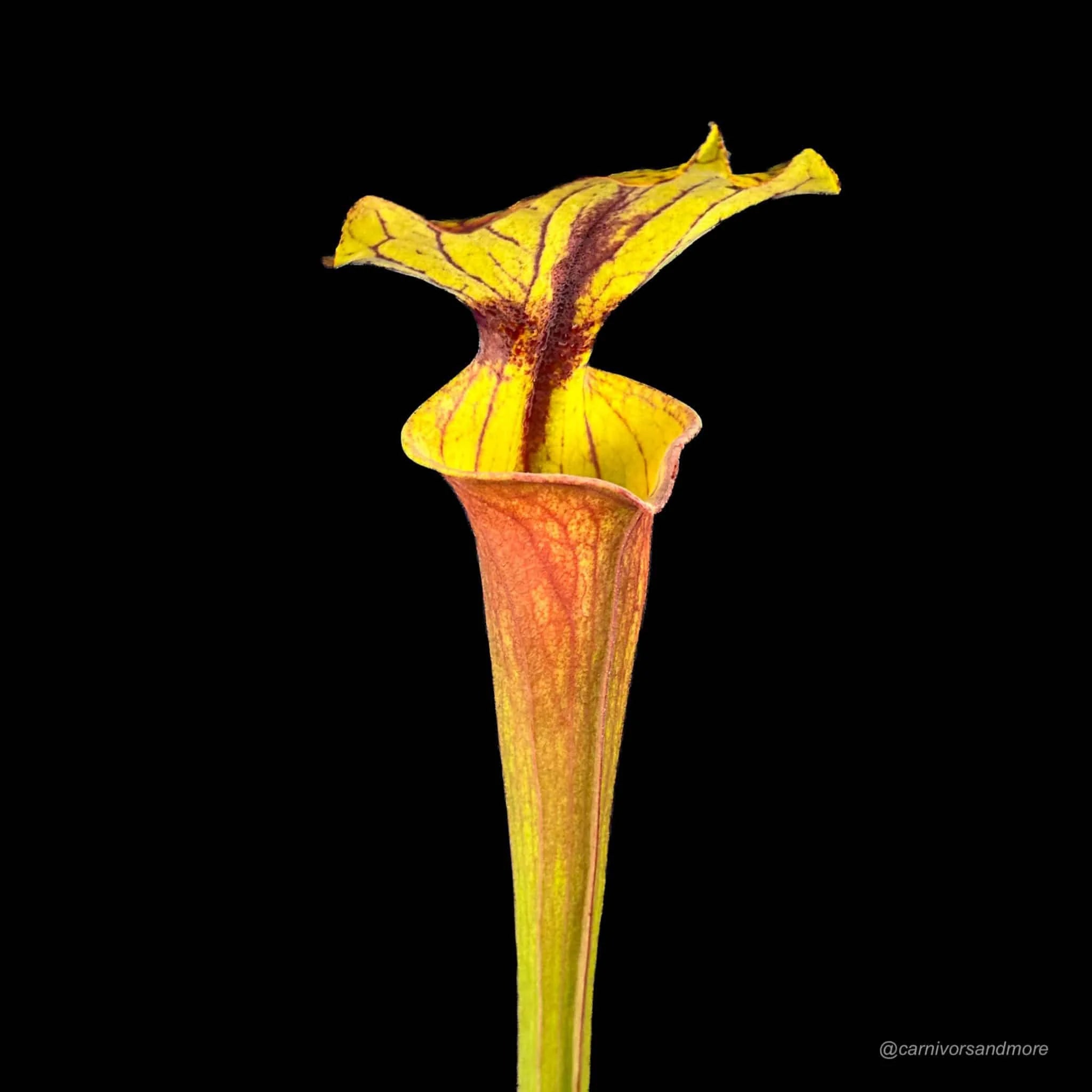 Sarracenia flava var. rubricorpora „Giant“, MK F 21 大森食虫植物農園