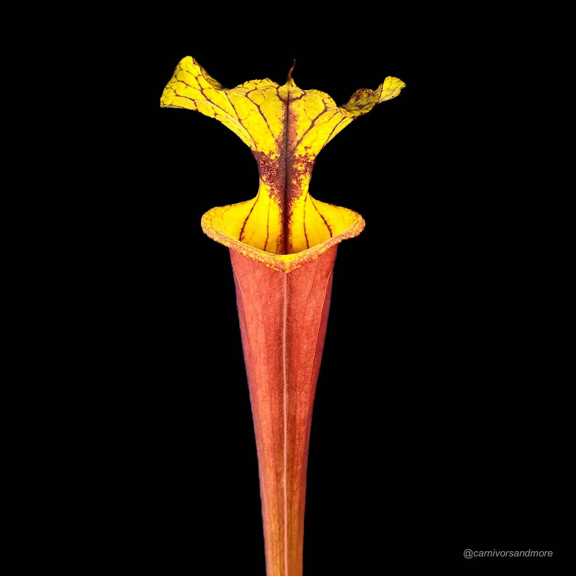 Sarracenia flava var. rubricorpora „Giant“, Apalachicola Fl., MK F 112 大森食虫植物農園
