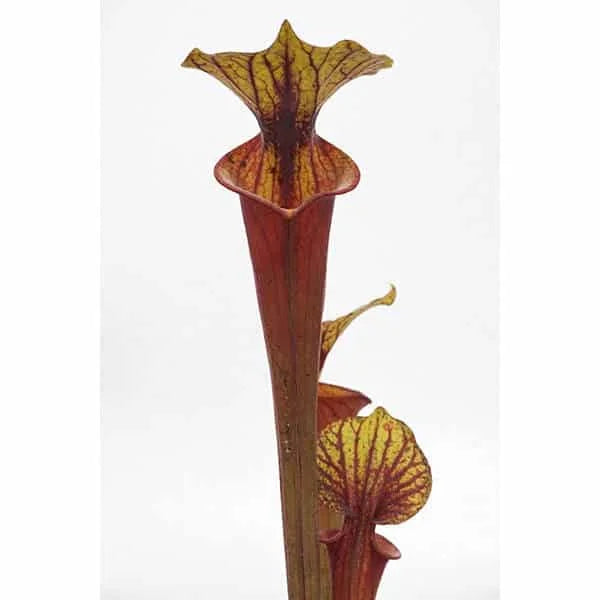 Sarracenia flava var. rubricorpora „Giant“, MK F 20 大森食虫植物農園