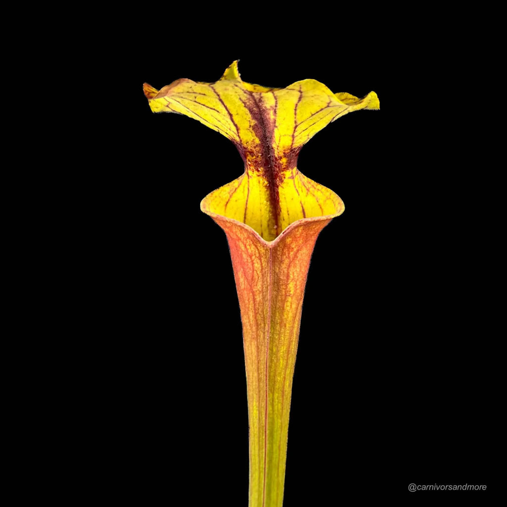 Sarracenia flava var. rubricorpora „Giant“, MK F 21 大森食虫植物農園
