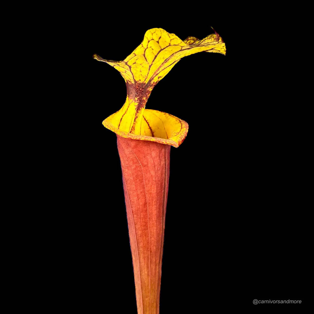 Sarracenia flava var. rubricorpora “Giant“, Apalachicola Fl., MK F 112 大森食虫植物農園