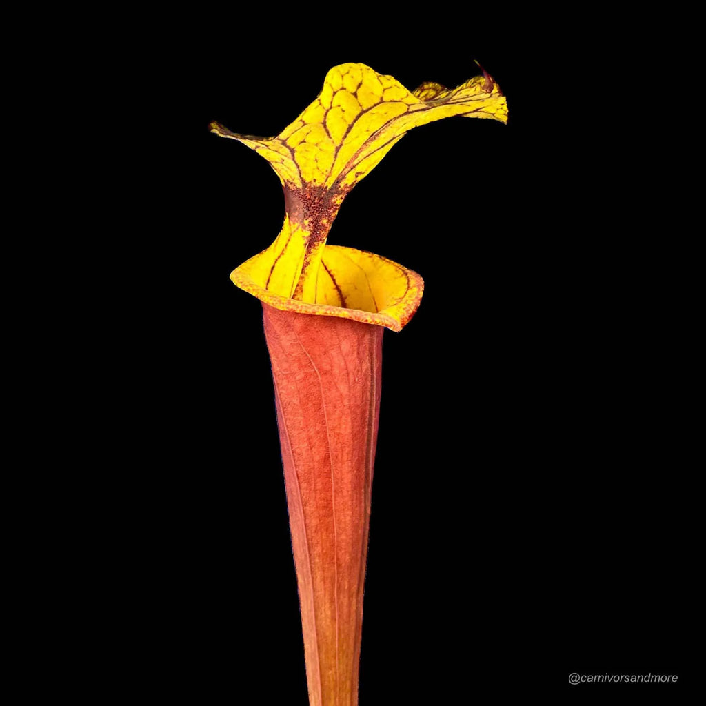 Sarracenia flava var. rubricorpora „Giant“, Apalachicola Fl., MK F 112 大森食虫植物農園