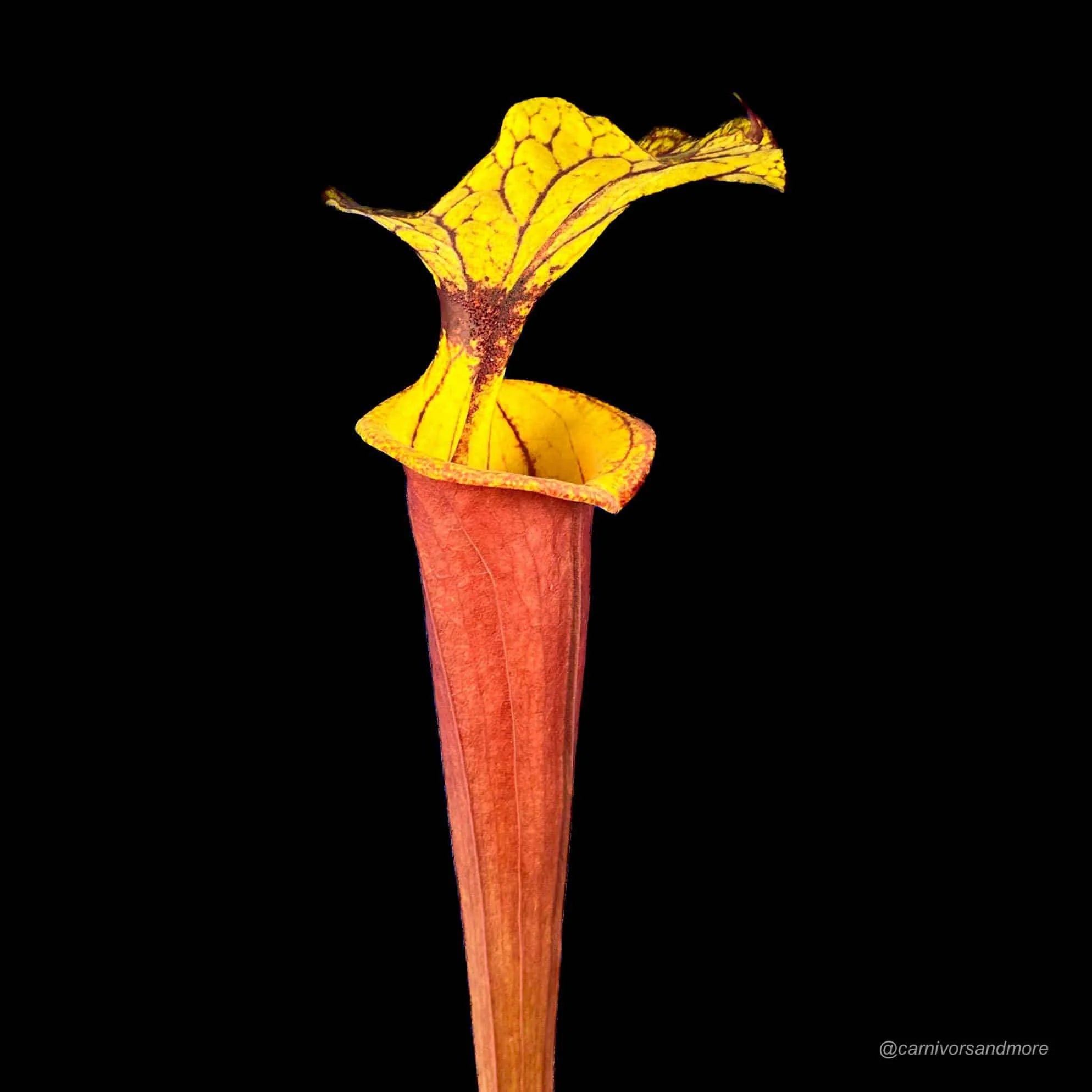 Sarracenia flava var. rubricorpora „Giant“, Apalachicola Fl., MK F 112 大森食虫植物農園