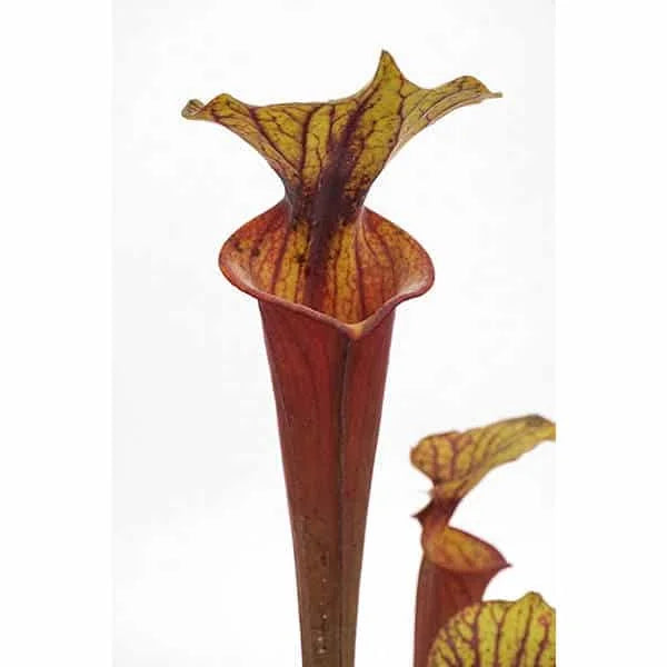 Sarracenia flava var. rubricorpora “Giant“, MK F 20 大森食虫植物農園