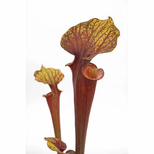 Sarracenia flava var. rubricorpora „Giant“, MK F 20 大森食虫植物農園