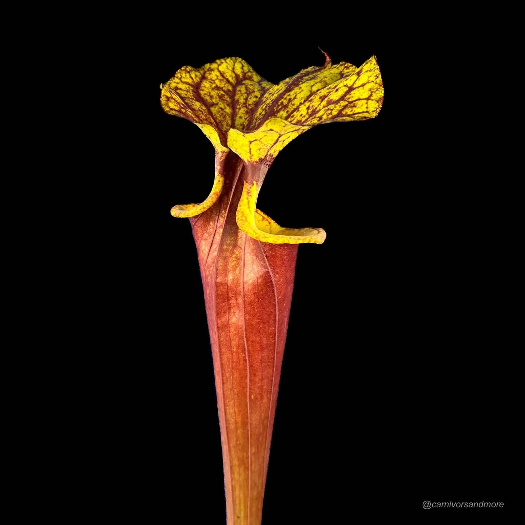Sarracenia flava var. rubricorpora „Giant“, Apalachicola Fl., MK F 112 大森食虫植物農園