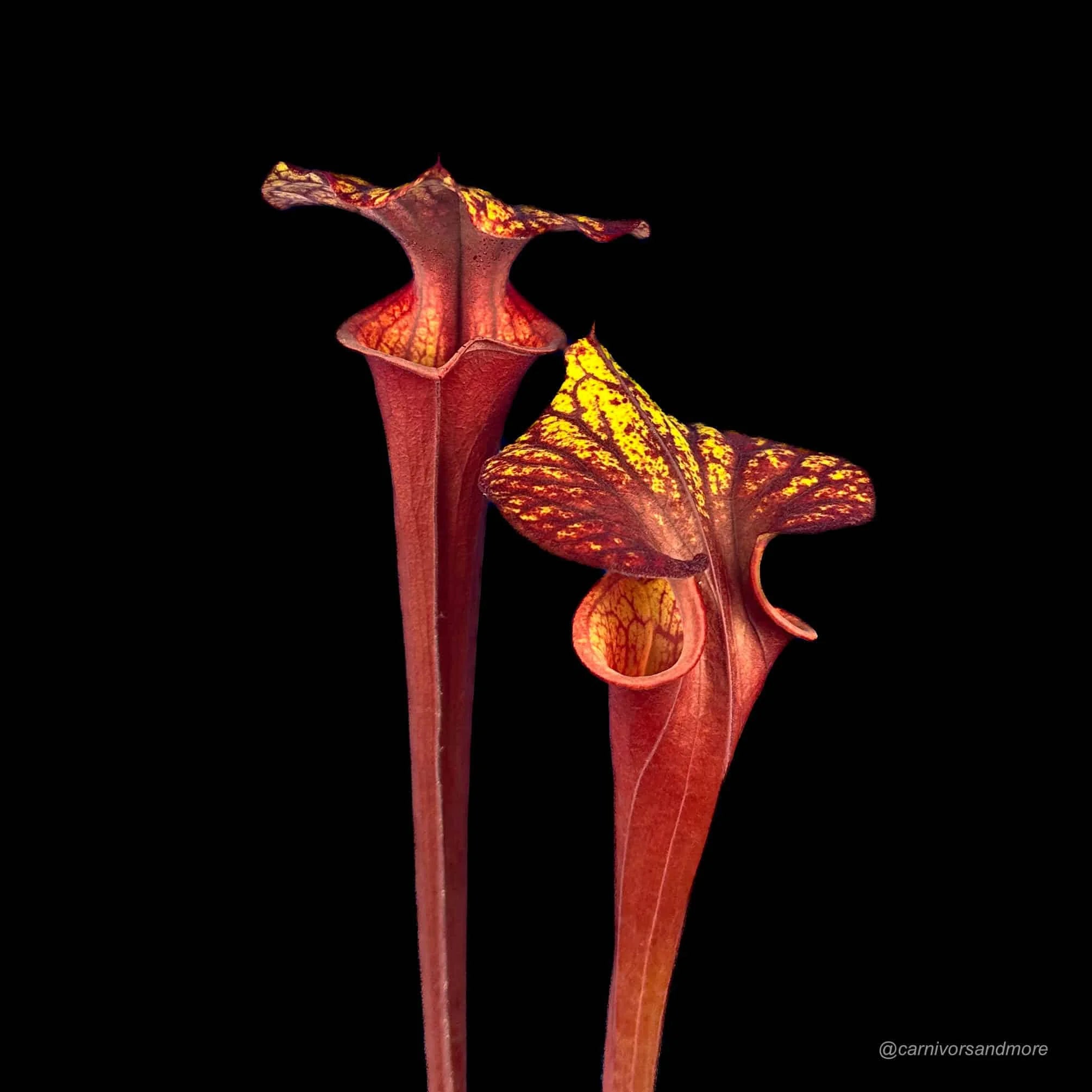 Sarracenia flava var. rubricorpora, Liberty Co, Florida, MK F 30 大森食虫植物農園