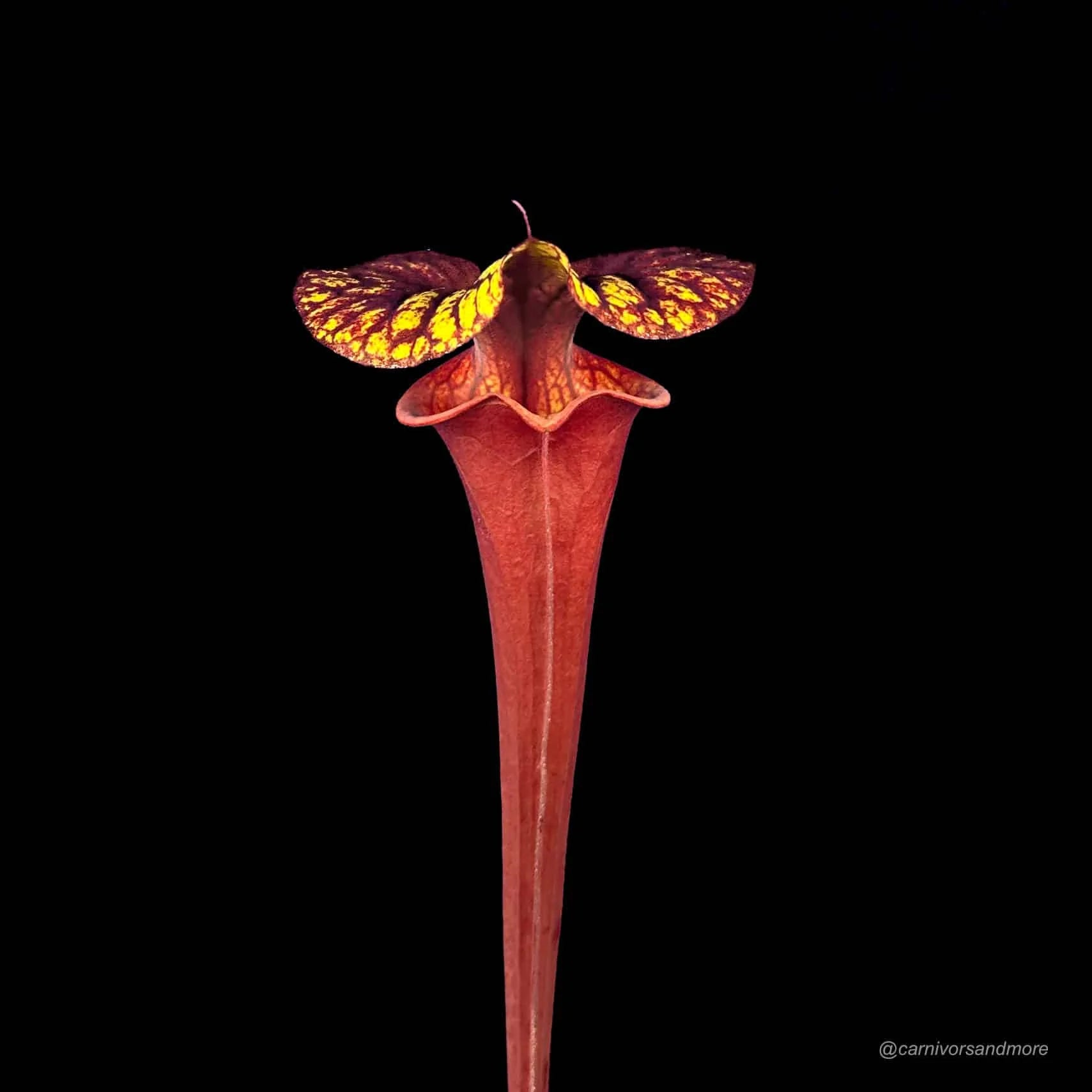 Sarracenia flava var. rubricorpora, Liberty Co, Florida, MK F 30 大森食虫植物農園